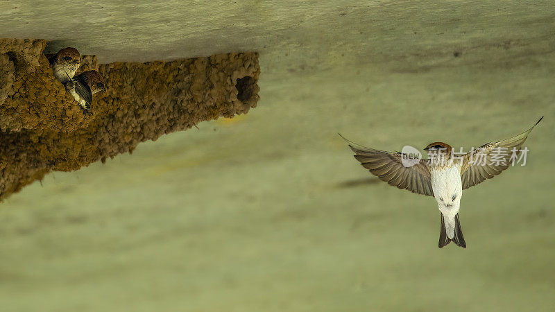 欢迎吞咽(Hirundo neoxena)